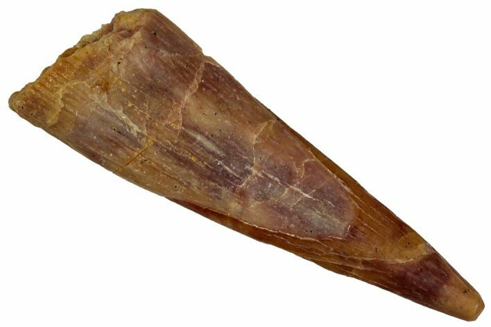 Fossil Pterosaur (Siroccopteryx) Tooth - Morocco #299802